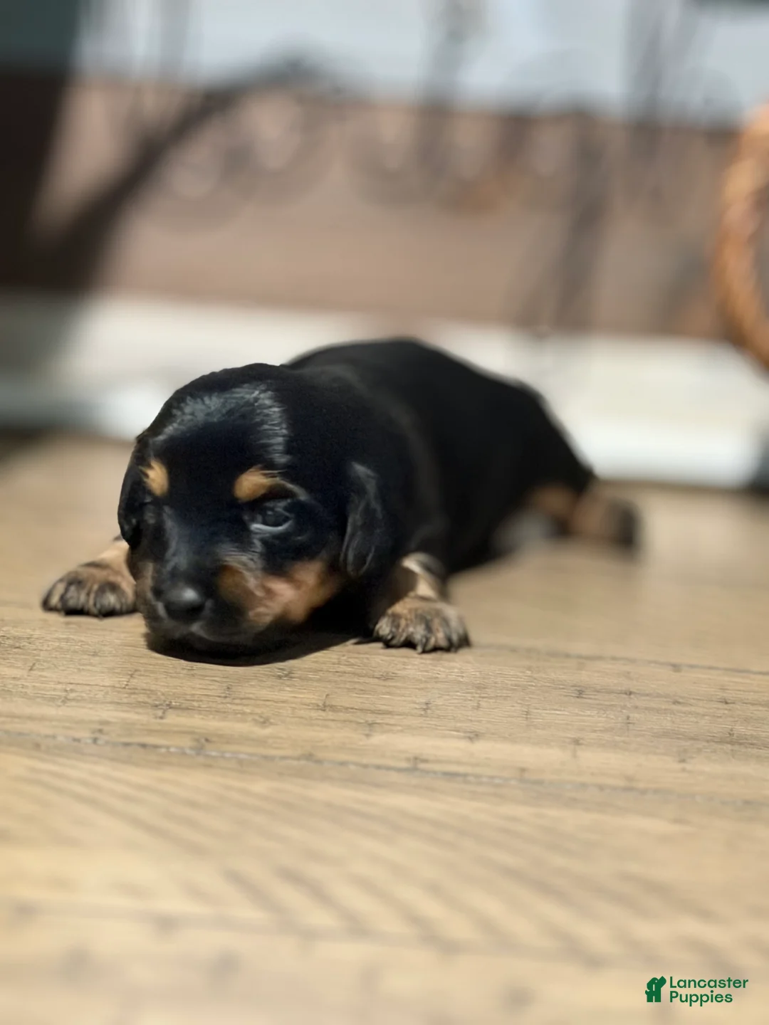 Miniature Dachshund dogs for sale: The Midnight Muse - Ad 2