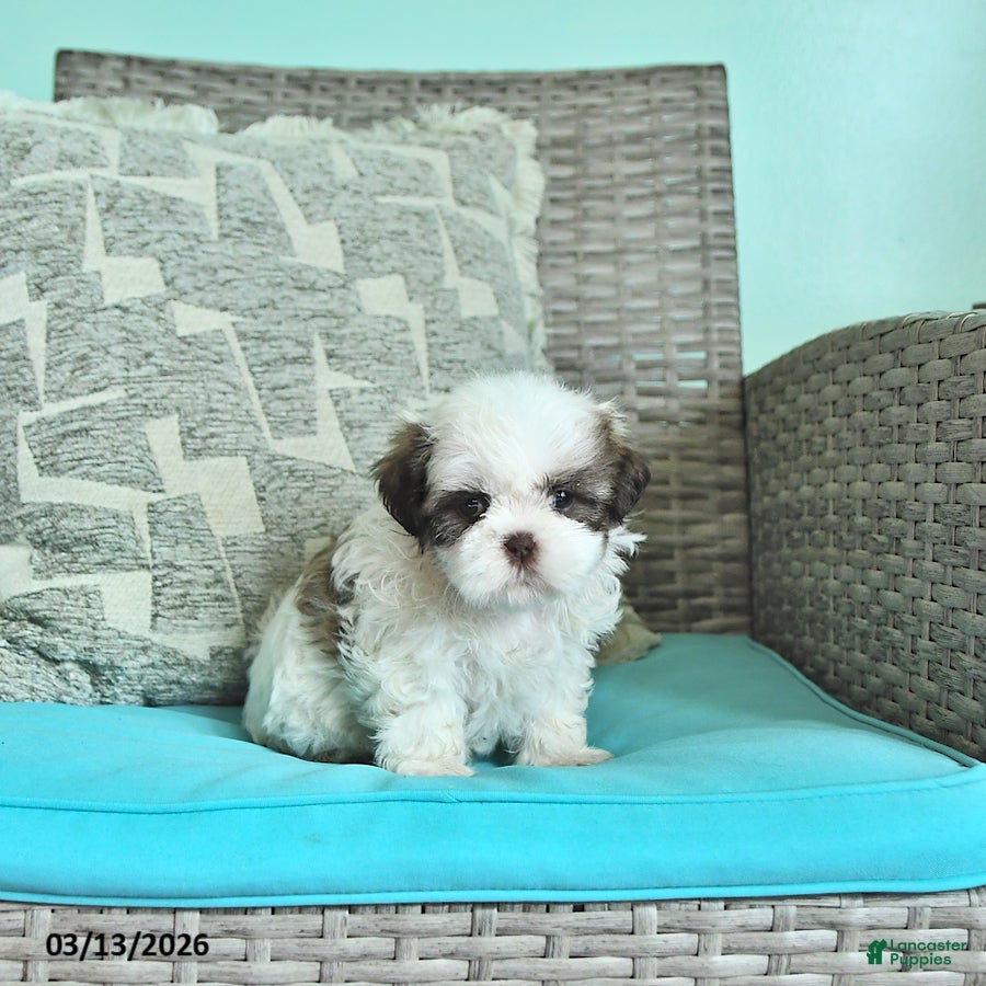 Shih Tzu dogs Daisy - Ad 1