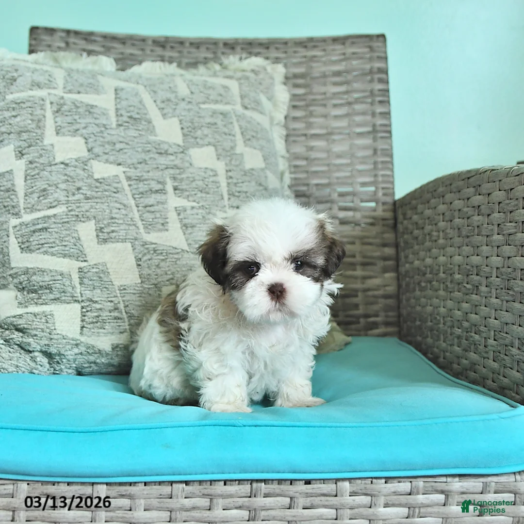 Shih Tzu dogs for sale: Daisy - Ad 1