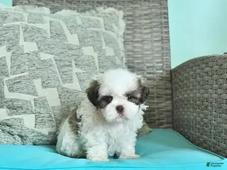 Shih Tzu dogs for sale: Daisy - Ad 1