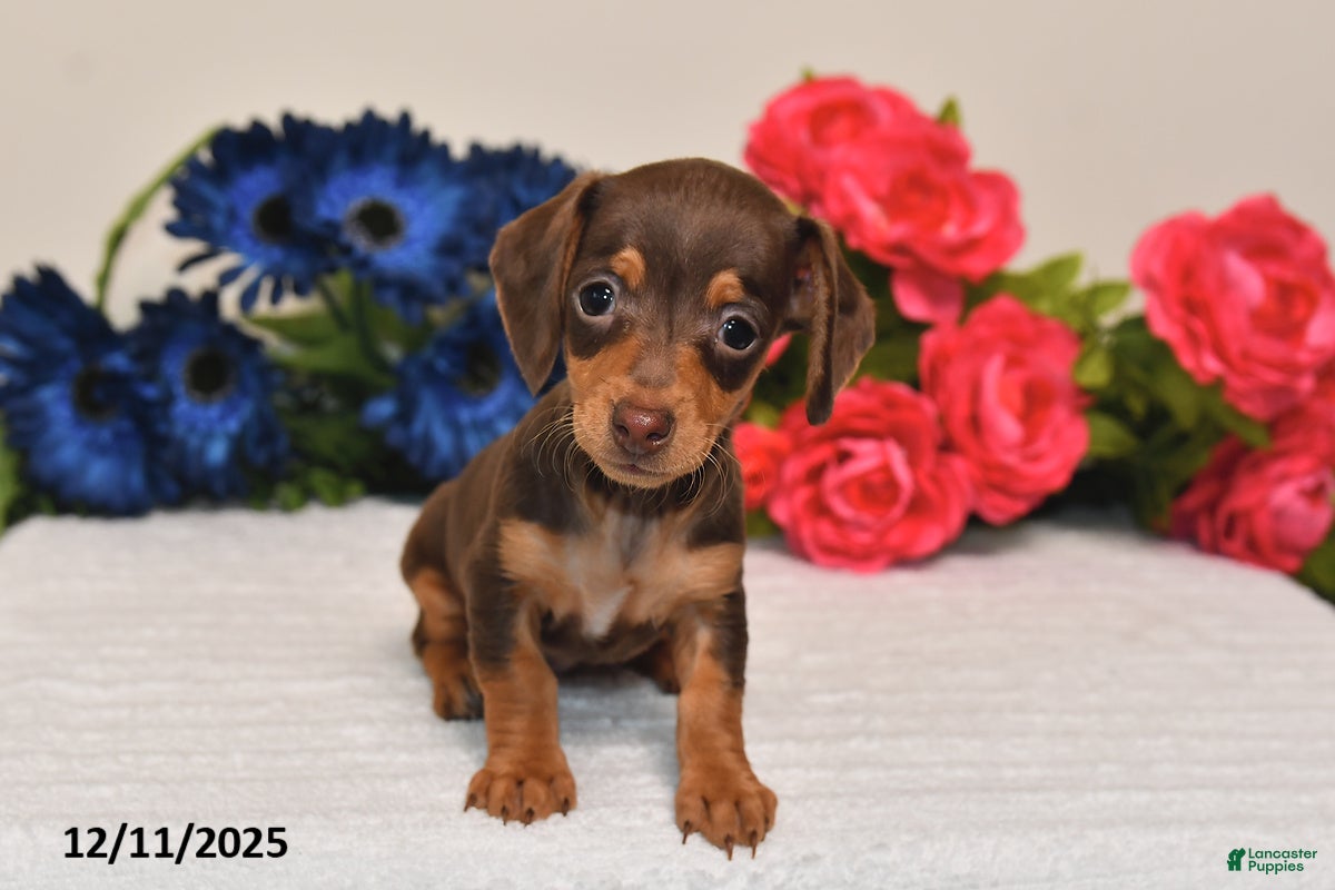 Miniature Dachshund dogs Sasha - Ad 21