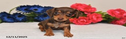 Miniature Dachshund dogs for sale: Sasha - Ad 1