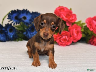 Miniature Dachshund dogs Sasha - Ad 21