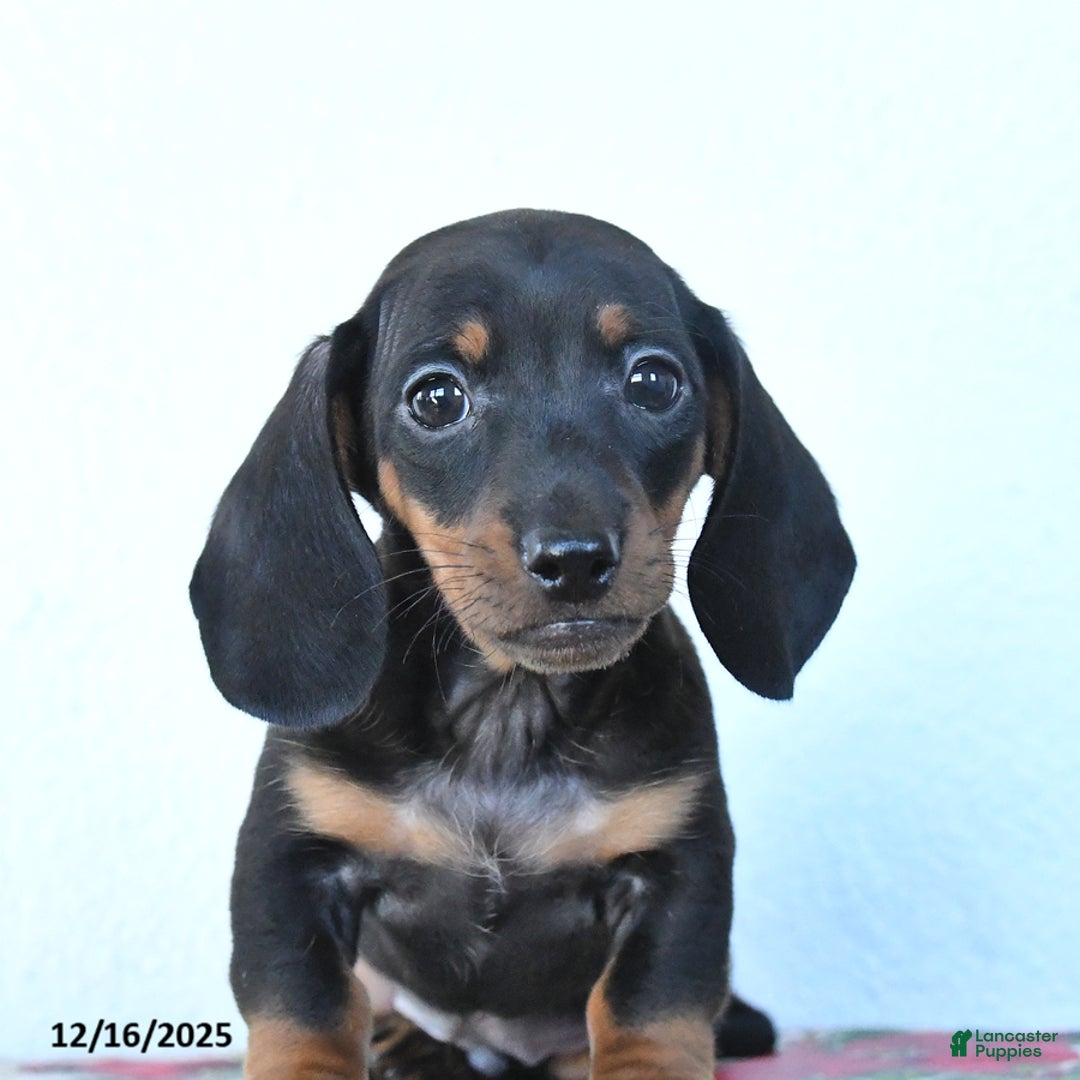 Miniature Dachshund dogs for sale: Scamper - Ad 4