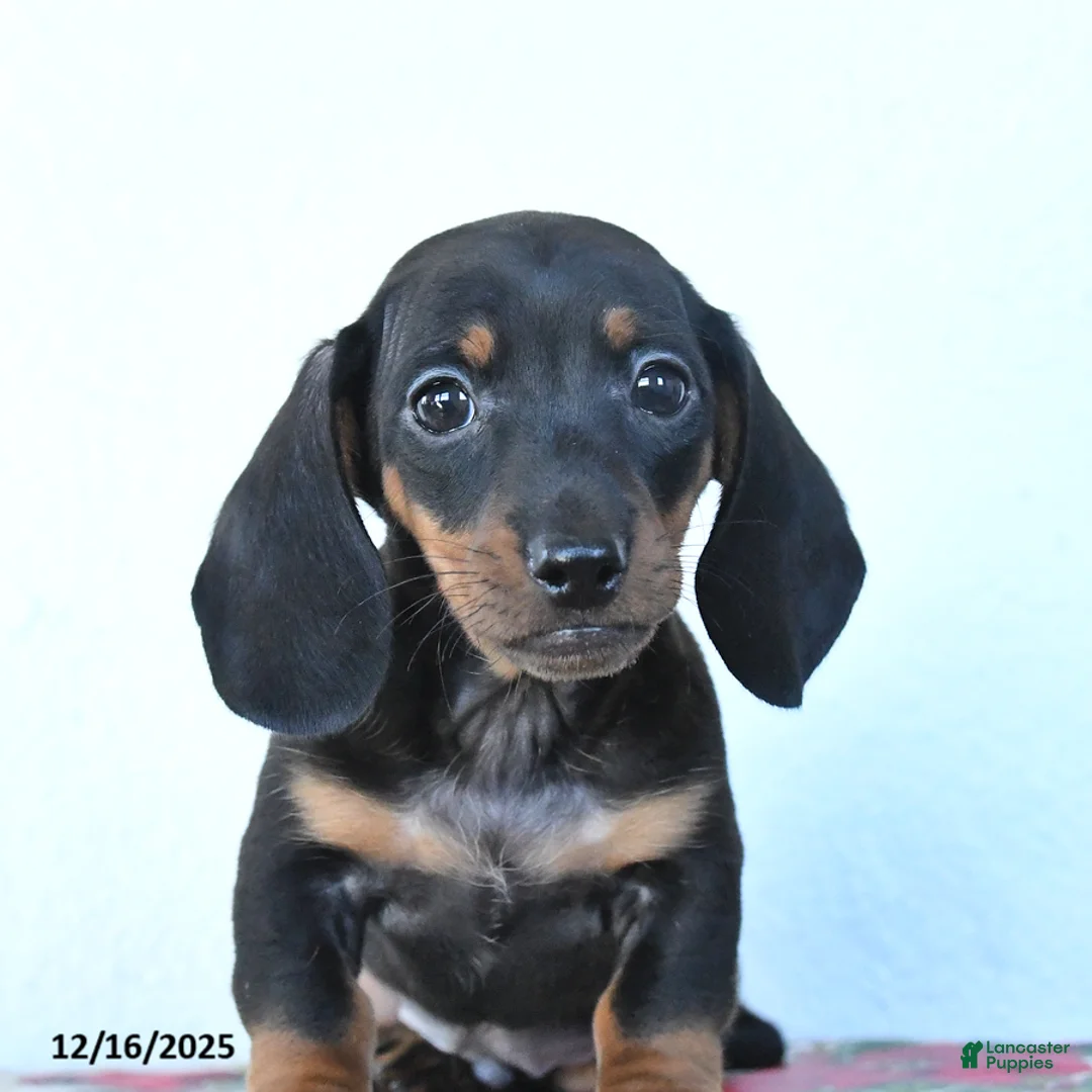 Miniature Dachshund dogs for sale: Scamper - Ad 9