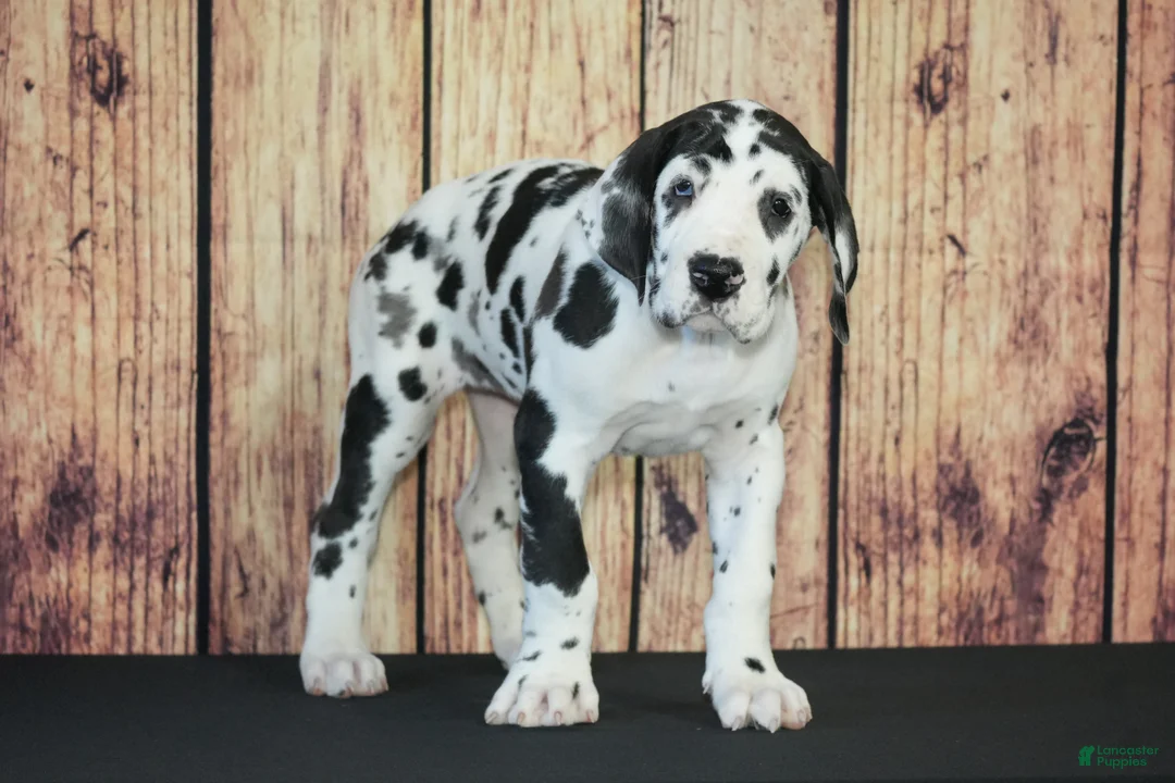 Great Dane dogs for sale: Great Dane Puppy 1 - Ad 1