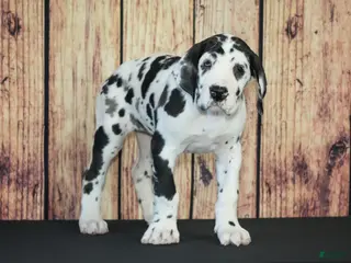 Great Dane dogs Great Dane Puppy 1 - Ad 27