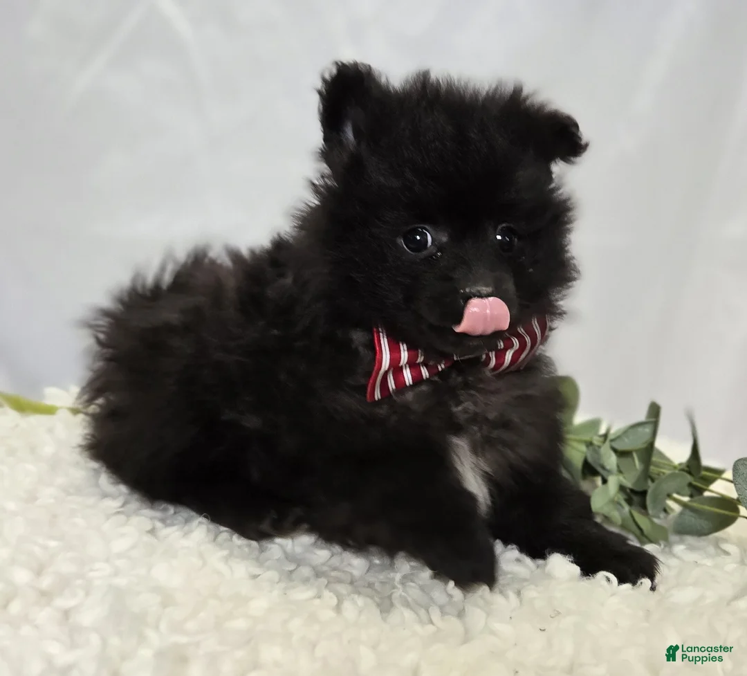 Pomeranian dogs for sale: Bingo - Ad 2