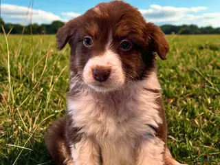 Australian Shepherd dogs Millie - Ad 5