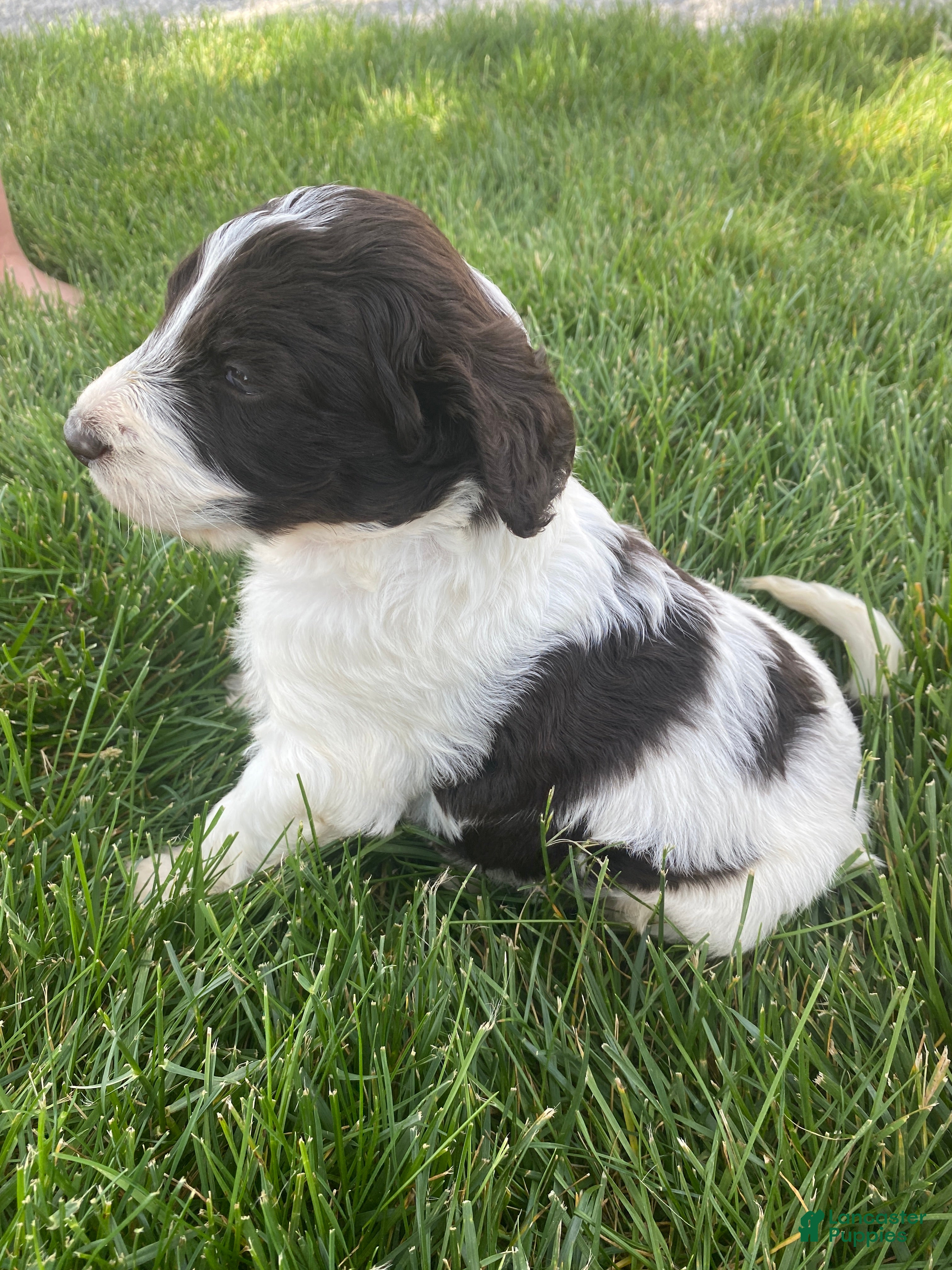 Labradoodle dogs  F1bb Baxter - Ad 1