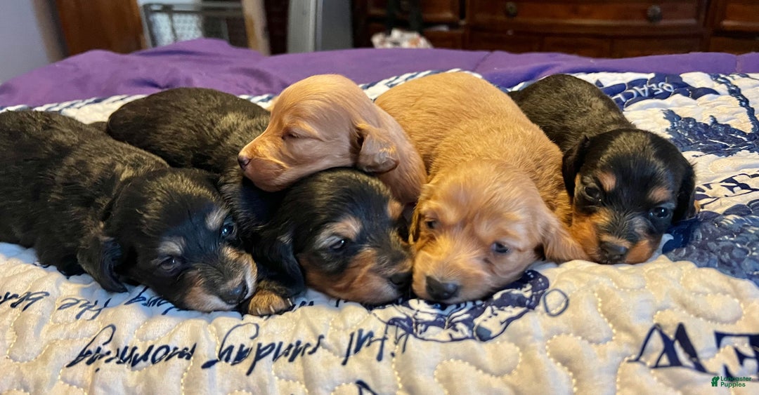 Miniature Dachshund dogs for sale: Russian red Triscuit larger - Ad 2
