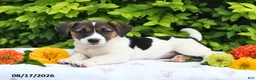 Mixed Breed dogs for sale: Della - Ad 3