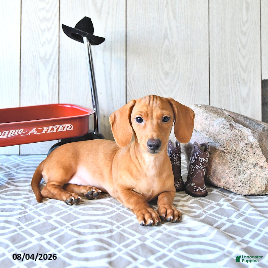 Miniature Dachshund dogs Casey - Ad 1
