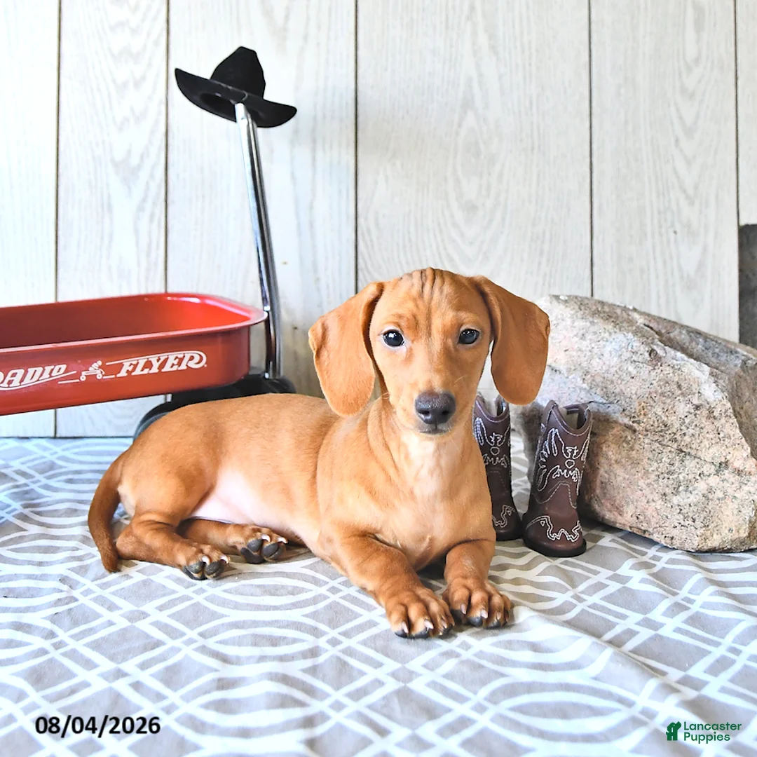 Miniature Dachshund dogs for sale: Casey - Ad 1