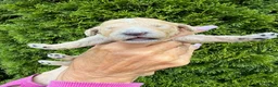 Goldendoodle dogs for sale: Green  - Ad 3