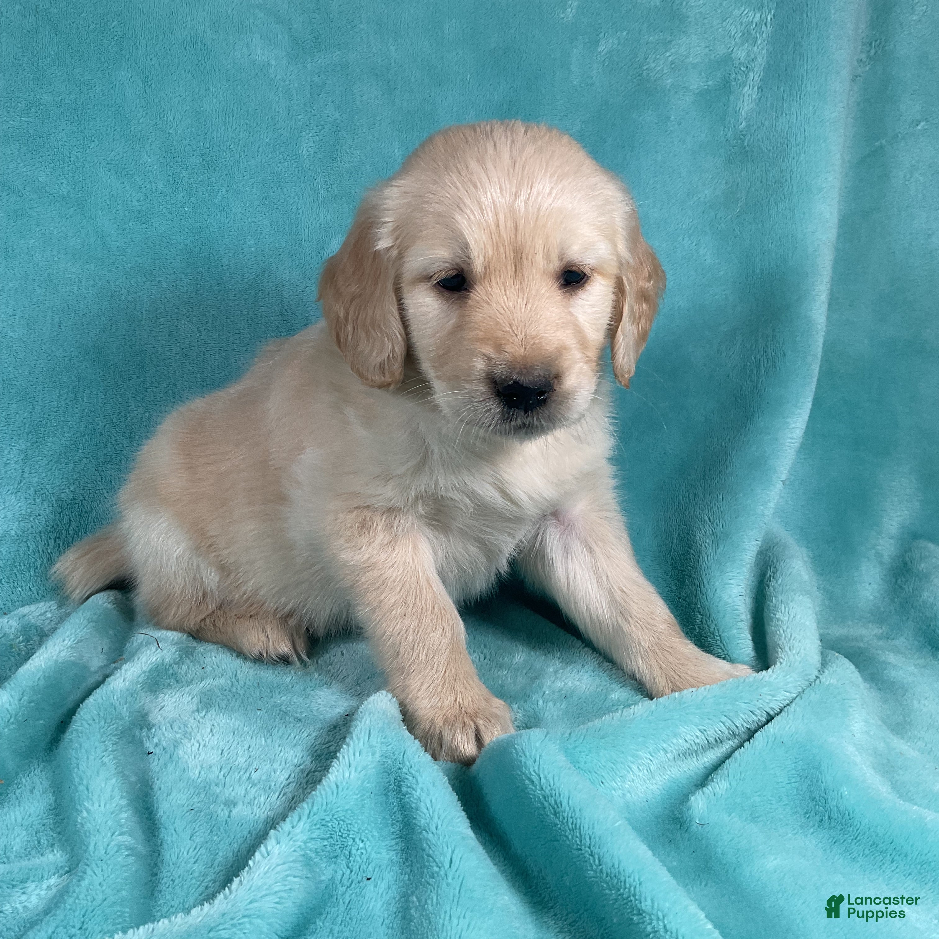 Golden Retriever dogs Mia 1553 - Ad 2