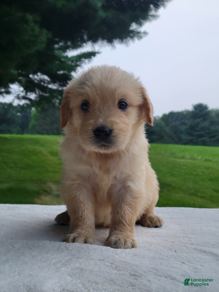 Golden Retriever dogs Margo - Ad 1