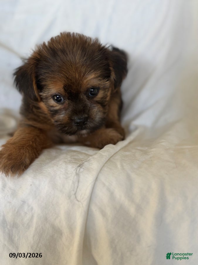 Shorkie dogs Laura - Ad 1