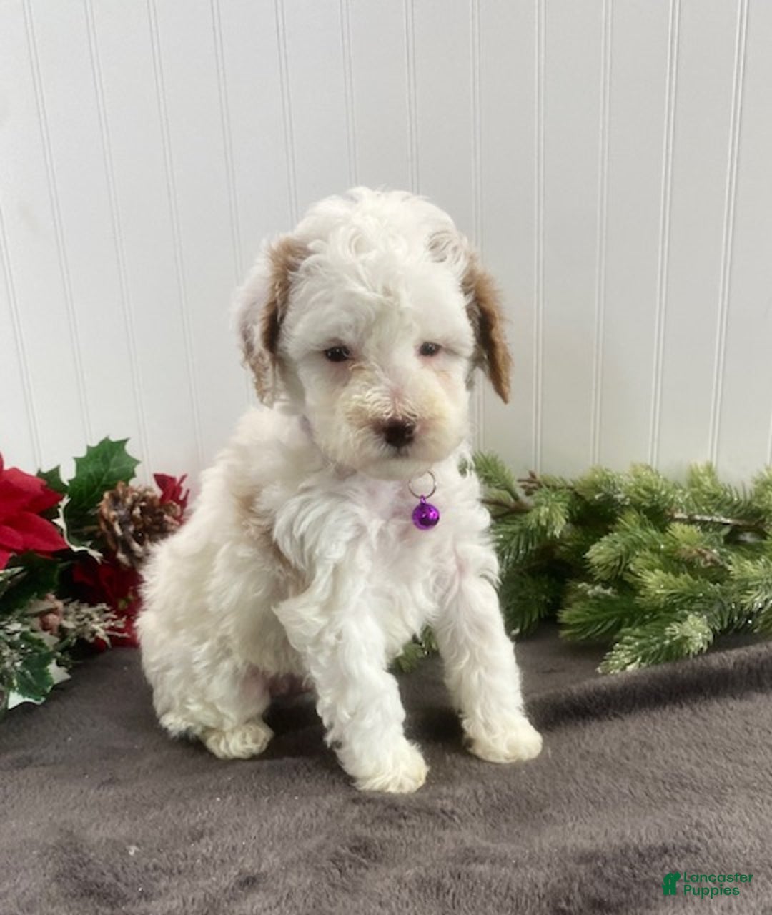 Toy Poodle dogs for sale: Boomer - Ad 1
