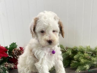 Toy Poodle dogs Boomer - Ad 29