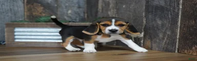 Cooper