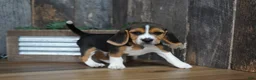 Beagle dogs for sale: Cooper - Ad 1