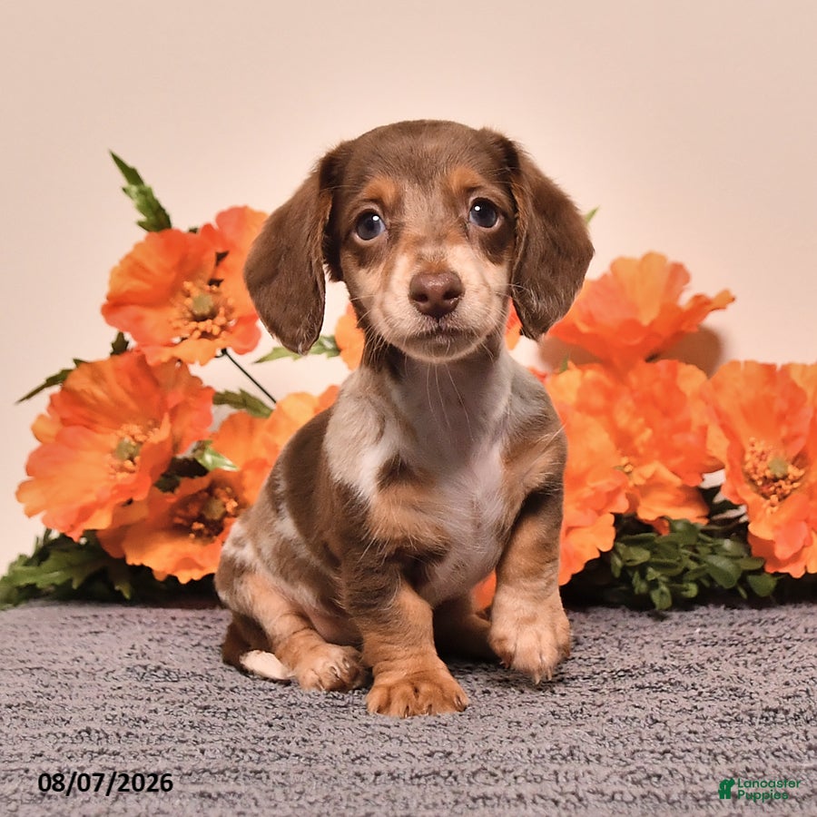 Miniature Dachshund dogs Indy - Ad 1