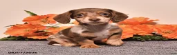 Miniature Dachshund dogs for sale: Indy - Ad 1
