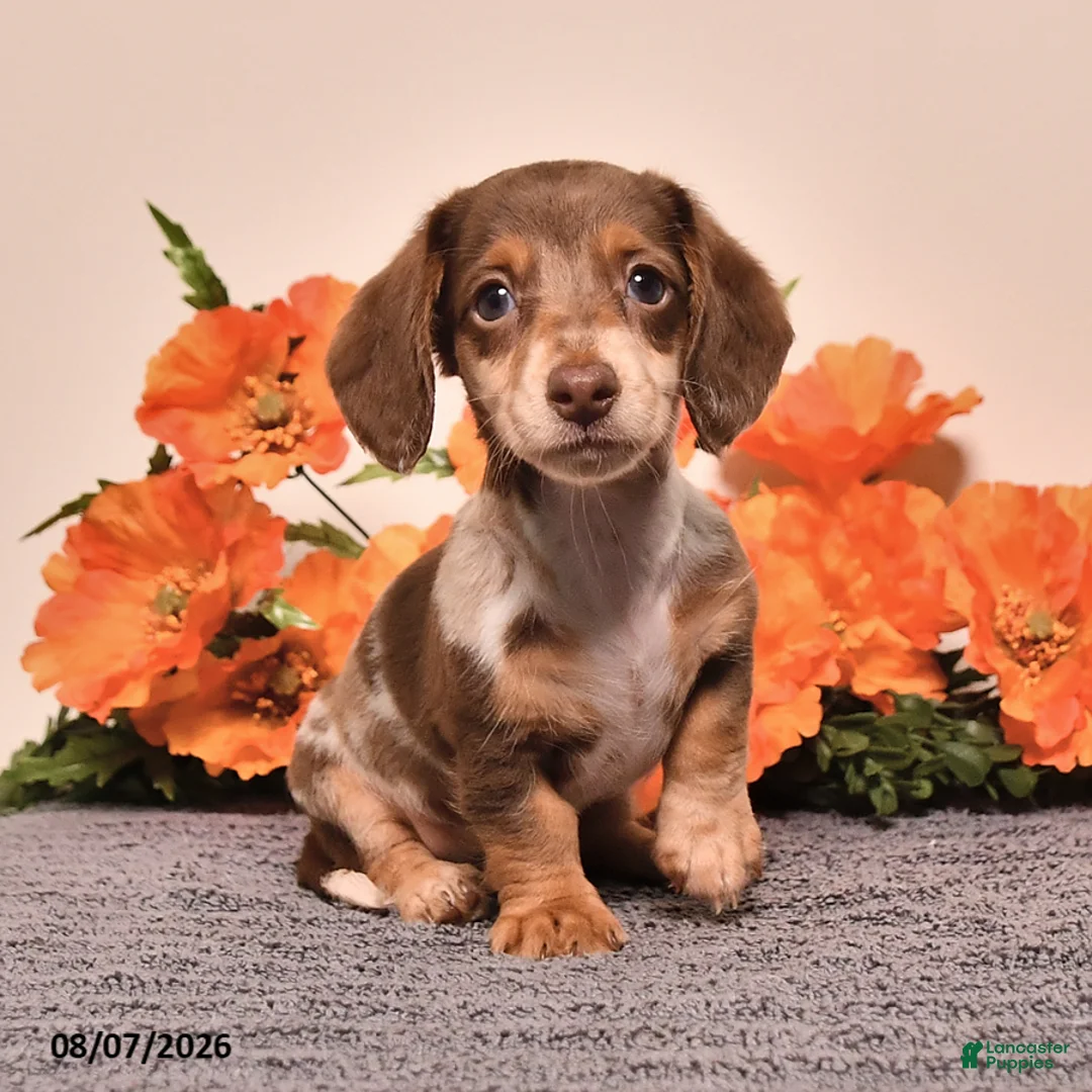 Miniature Dachshund dogs for sale: Indy - Ad 1