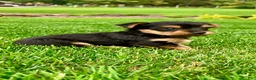 Yorkshire Terrier dogs for sale: Macy - Ad 7