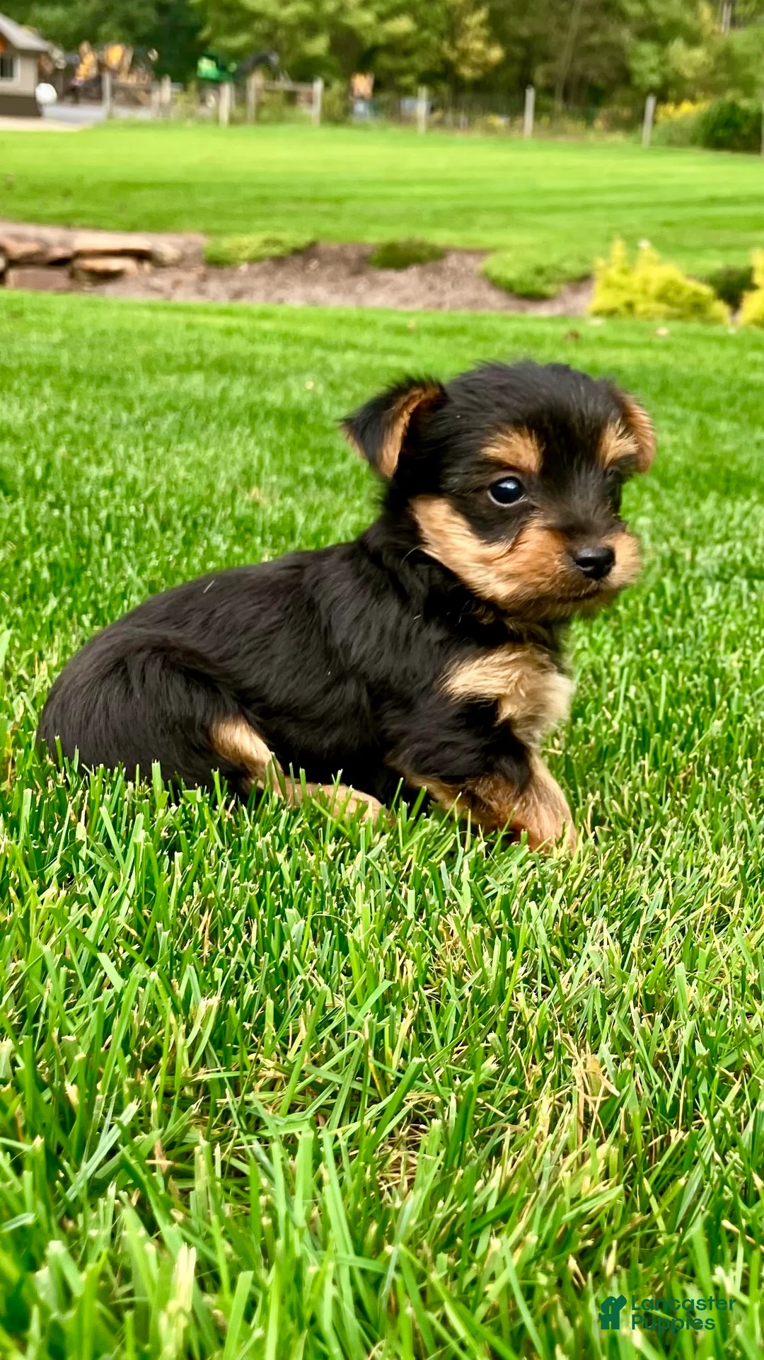 Yorkshire Terrier dogs for sale: Macy - Ad 7