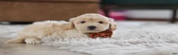 Maltipoo dogs for sale: Clark - Ad 4