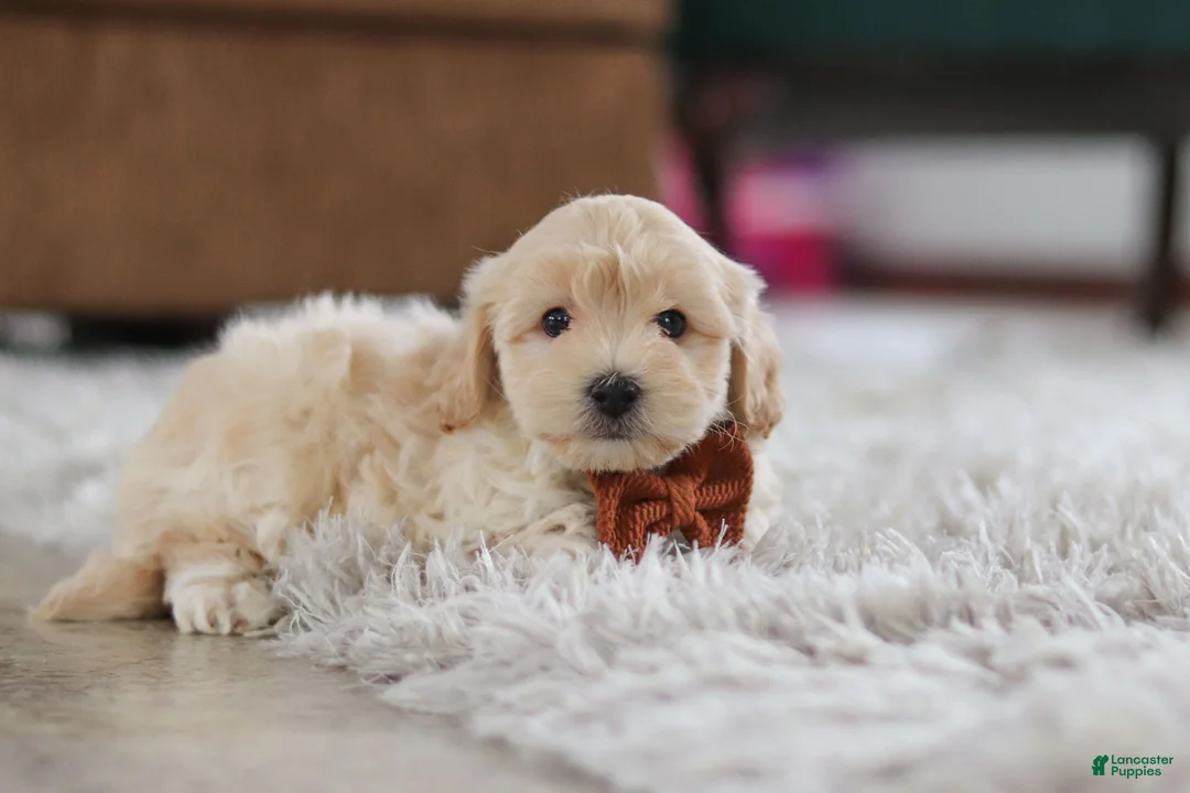 Maltipoo dogs for sale: Clark - Ad 4