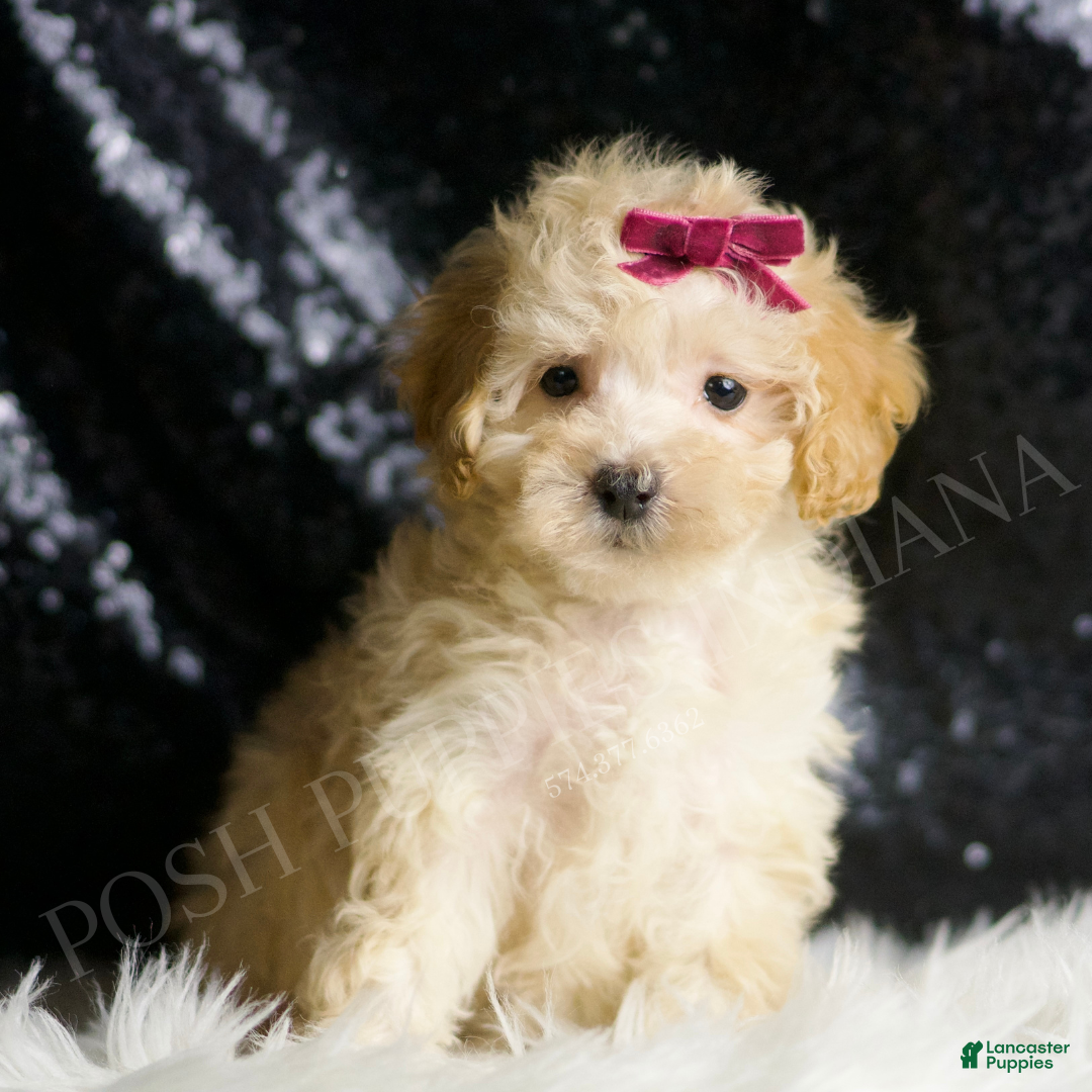 Maltipoo dogs Berry - Ad 30