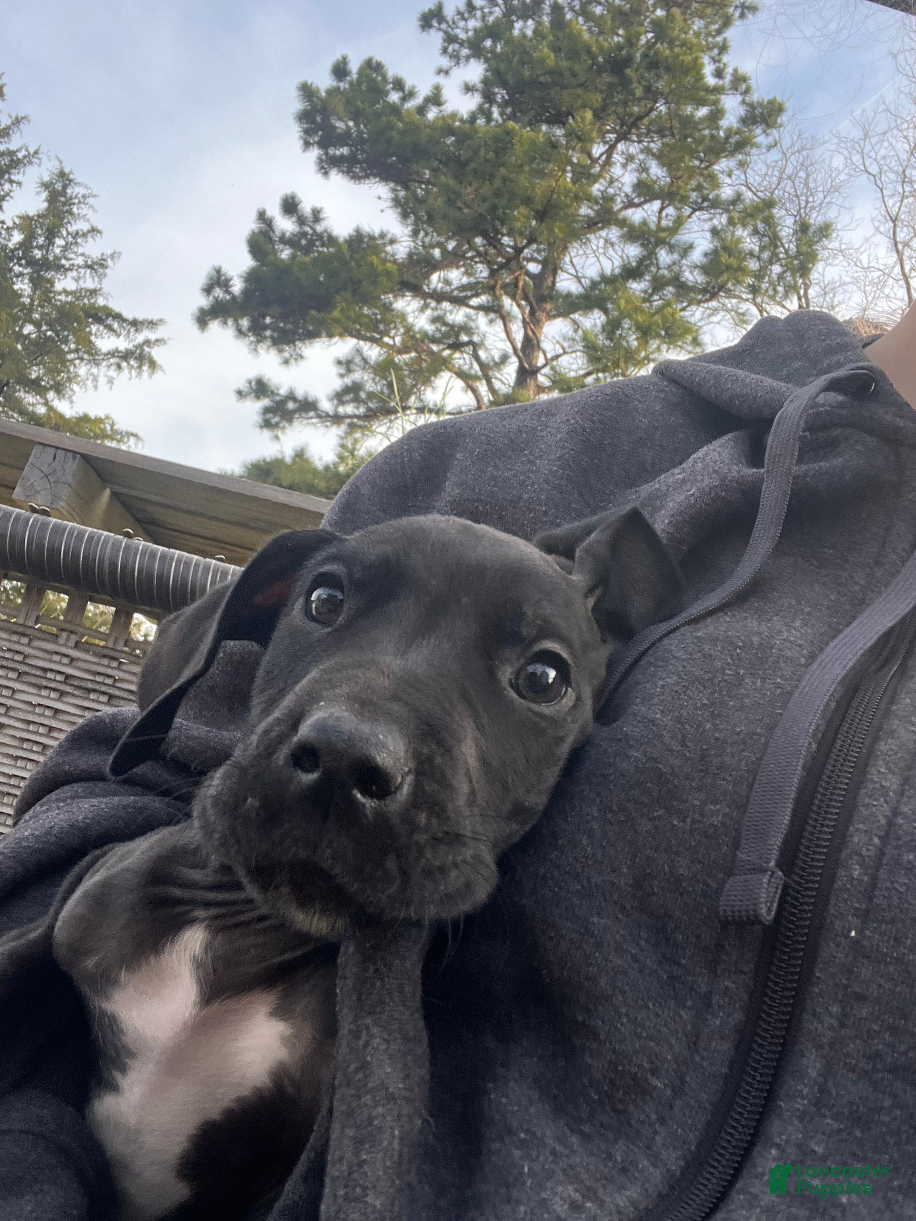 Great Dane dogs Great Dane Puppy 2 - Ad 37