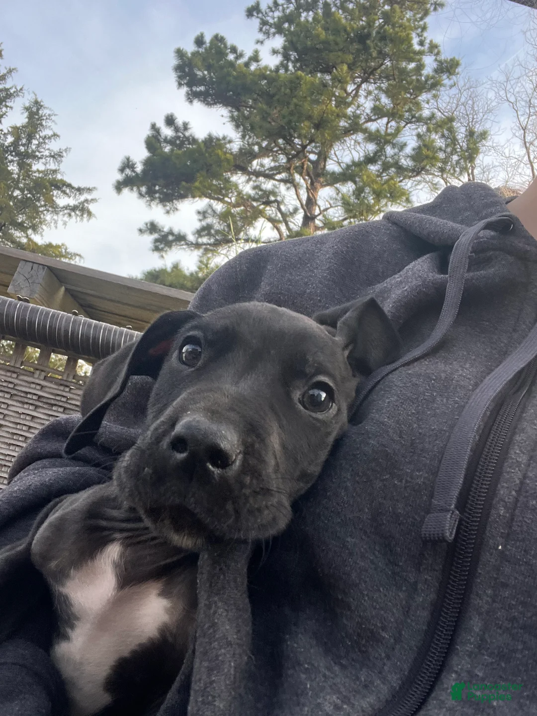 Great Dane dogs for sale: Great Dane Puppy 2 - Ad 1