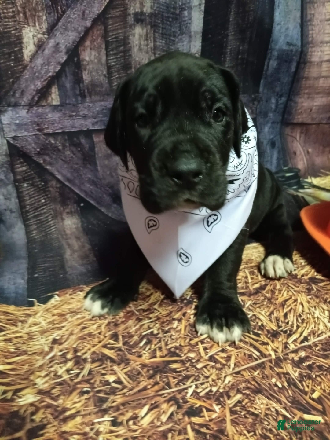 Great Dane dogs for sale: Yondu - Ad 1