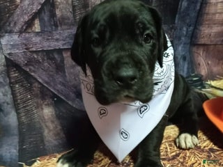 Great Dane dogs Yondu - Ad 34