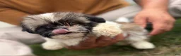 Shih Tzu dogs for sale: Shih Tzu Liza - Ad 4
