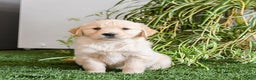 Golden Retriever dogs for sale: Muffin - Ad 1