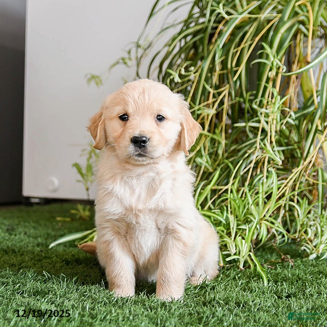 Golden Retriever dogs for sale: Muffin - Ad 1