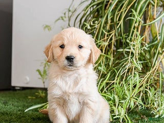 Golden Retriever dogs Muffin - Ad 41