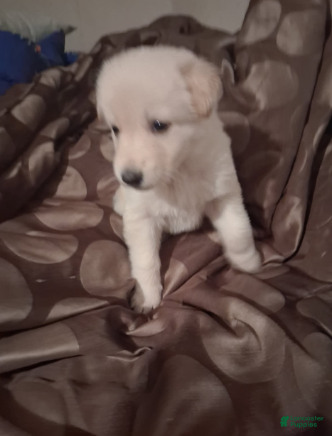 German Shepherd dogs German Shepherd Girl - Ad 7