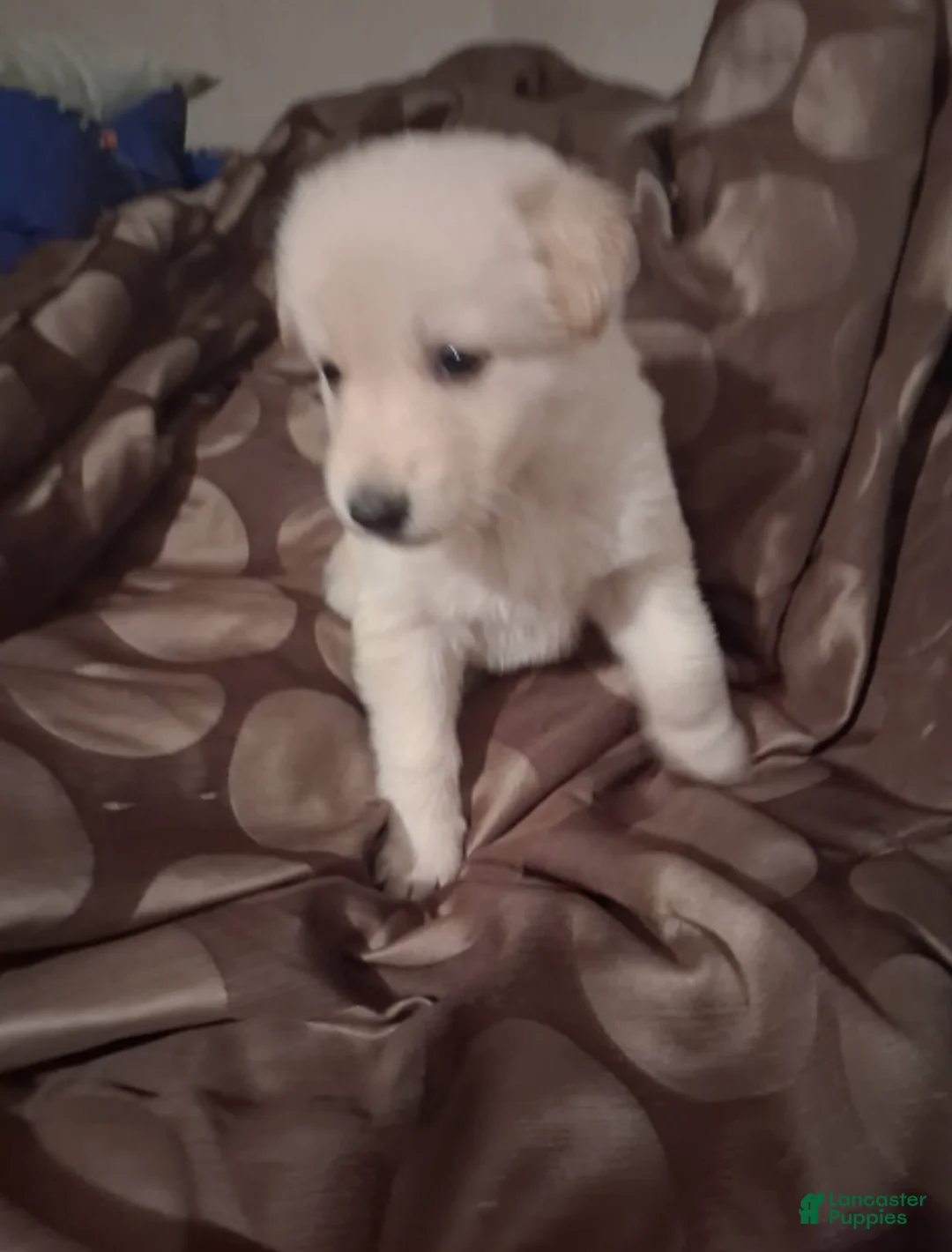 German Shepherd dogs for sale: German Shepherd Girl - Ad 1