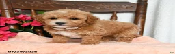 Bichpoo dogs for sale: Jerry - Ad 4