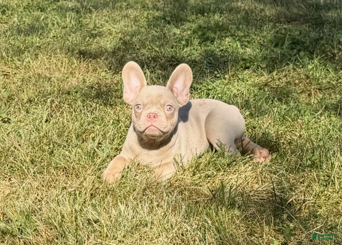 French Bulldog dogs French Bulldog Puppy 1 - Ad 17