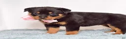 Rottweiler dogs for sale: Nova - Ad 5