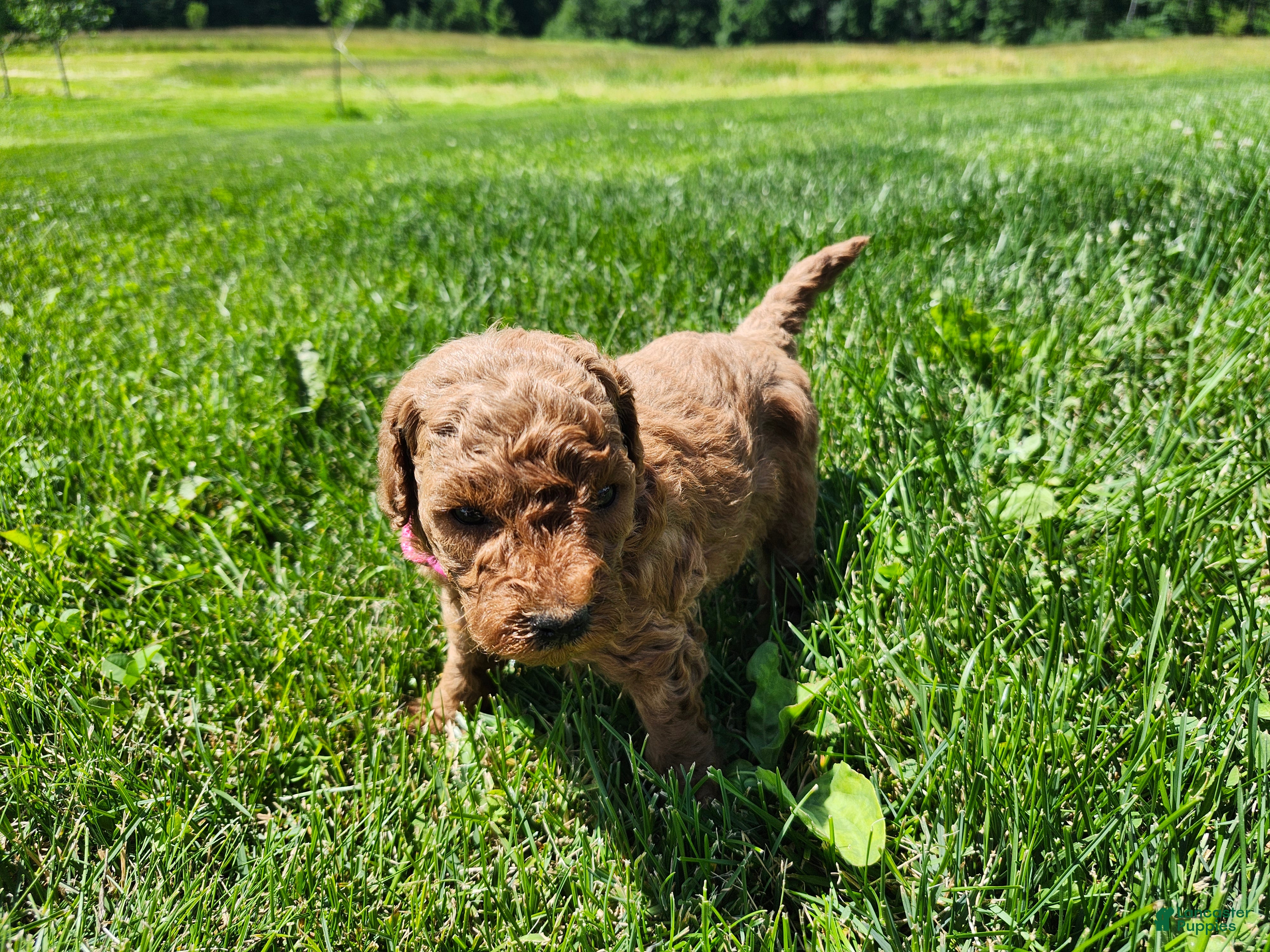 Standard Poodle dogs Tulip  - Ad 1