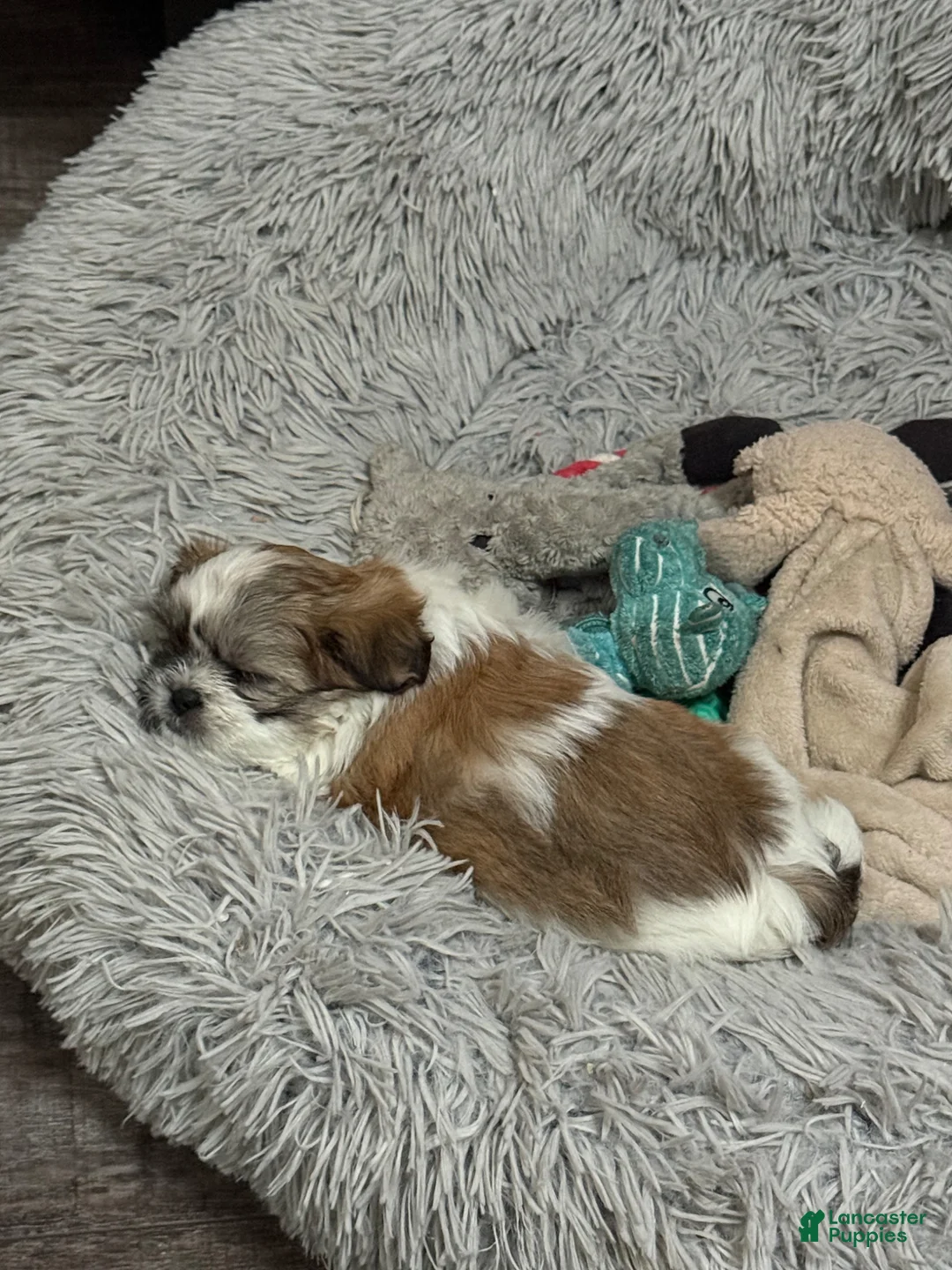 Shih Tzu dogs for sale: Shih Tzu Puppy 4 - Ad 2