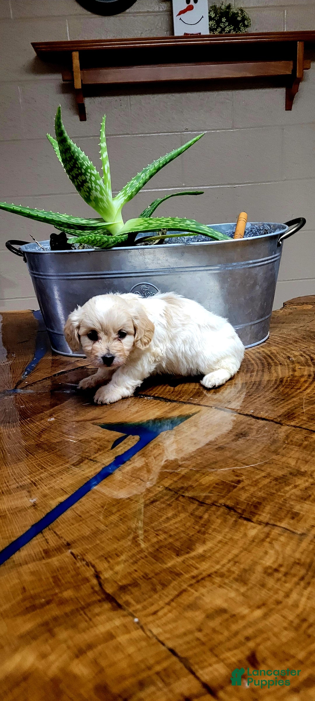 Cavachon dogs for sale: Teddy  - Ad 2